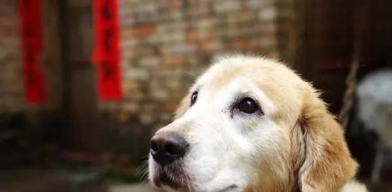 揭秘狗狗交配后的异常现象（探究交配后狗狗流血的原因及其正常性）