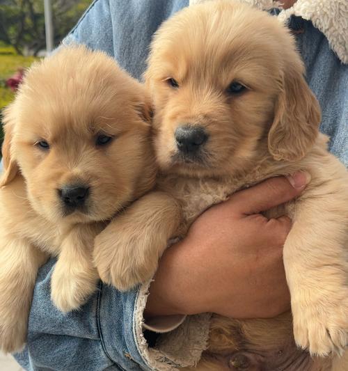 金毛犬500元一只，买贵了还是便宜了？（狗市商贩贩卖价格低廉，但考虑到质量和后续费用，请谨慎购买）