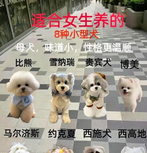 大型不脱毛狗的品种及特点（探究不脱毛大型狗的可爱之处）