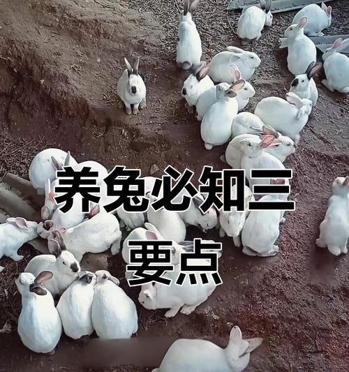 兔子的饲喂要点——养兔必懂基础知识（健康养兔，从合理饲喂开始）