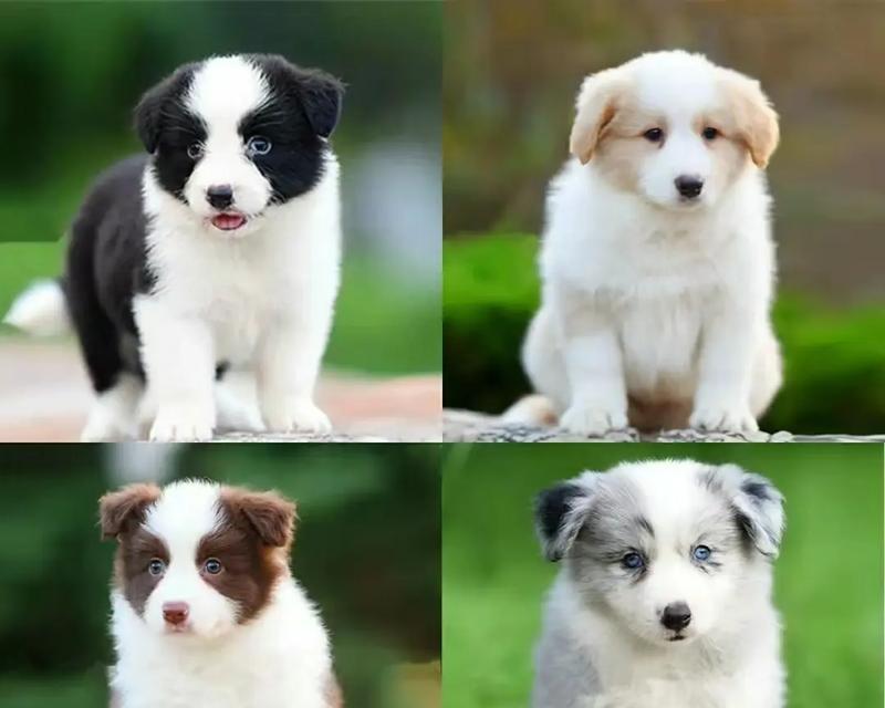 幼犬成长期的变化——关注你的宠物（了解幼犬饲养知识，让它健康成长）