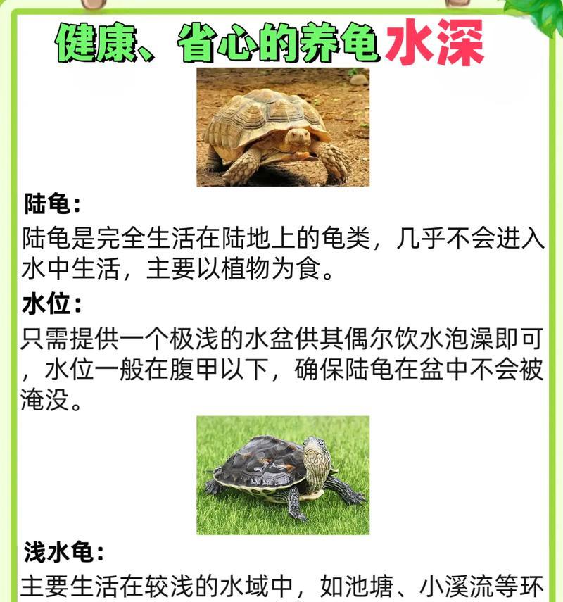 乌龟养成时间有多长？（揭秘乌龟成长周期及关键因素）