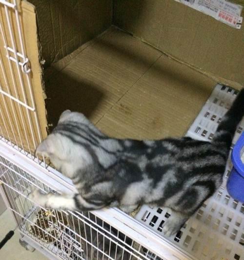 美短母猫孕期的时间和特点（探索美短母猫孕期的长度以及其影响因素）