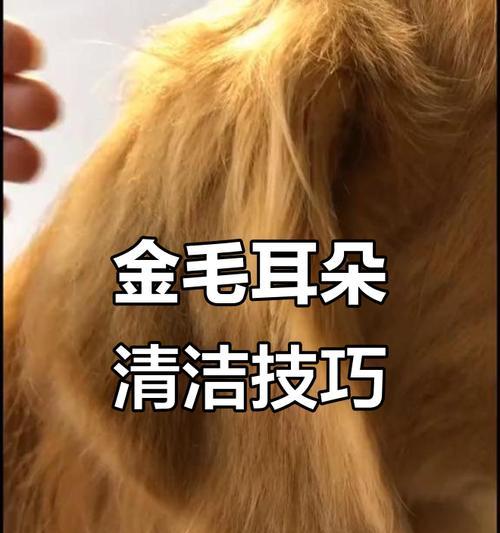 解决金毛的四大臭味问题的小技巧（4个小技巧，帮助你解决金毛的臭味问题）