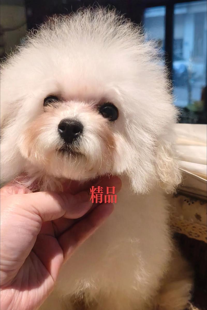 贵宾犬的疫苗接种频率及重要性（了解贵宾犬疫苗接种时间，保护宠物健康）