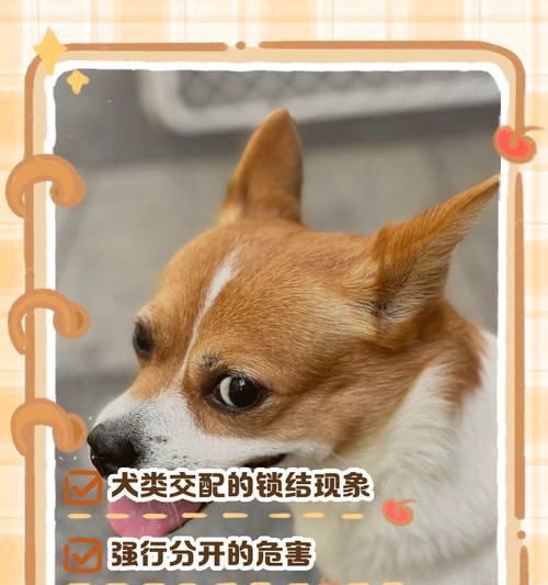 狗狗锁住多久才能好？（探究狗狗被锁住的时间对健康的影响）