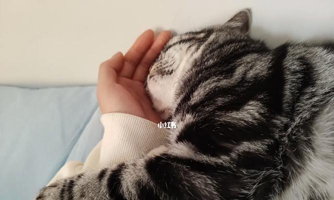 美短猫的睡眠习惯与健康（揭秘美短猫每天的睡眠时间及影响因素）