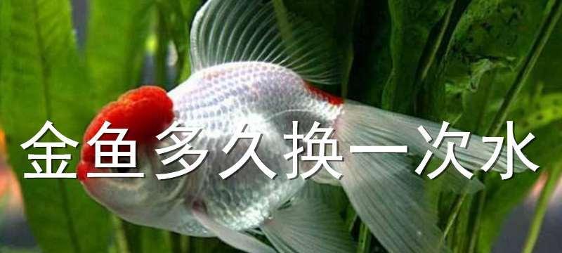 如何科学换水养护幻彩罗汉鱼（幻彩罗汉鱼换水的时间、方法和注意事项）