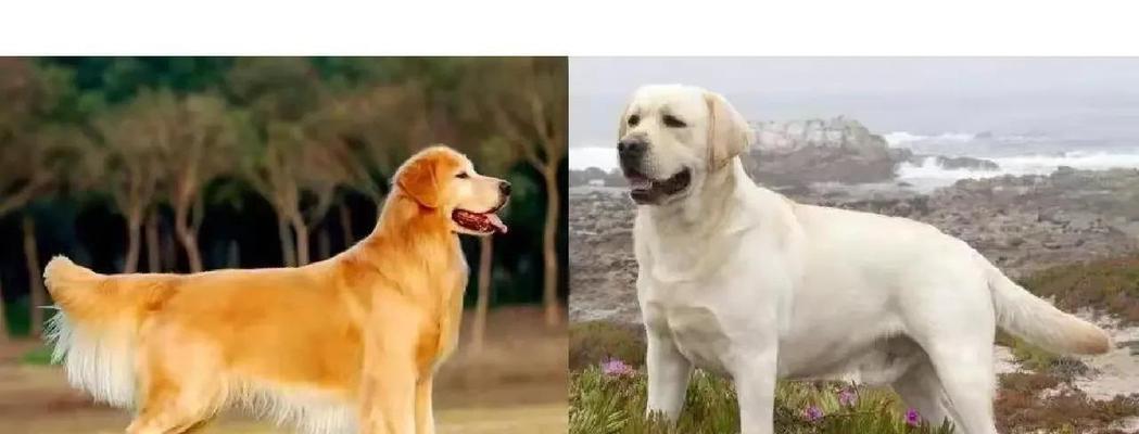 金毛（揭秘女生为何钟爱金毛犬）