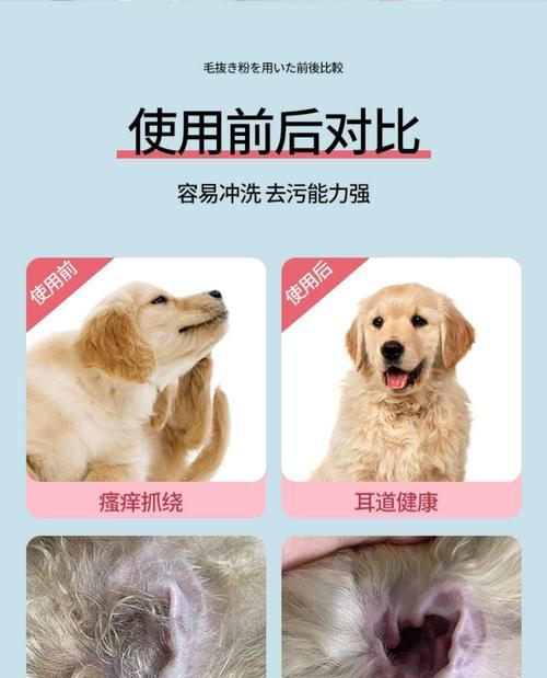 贵宾犬耳毛护理（探究贵宾犬耳毛护理的最佳时间间隔和正确方法）