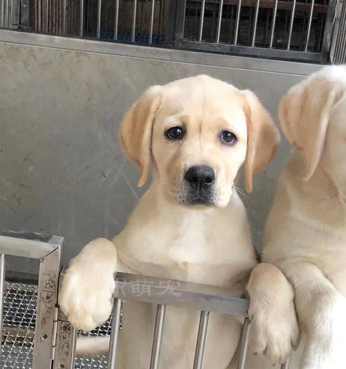 拉布拉多幼犬成长为大犬的时间周期（拉布拉多幼犬到底需要多长时间才能成长为一只大犬？）