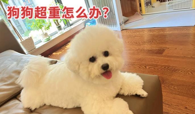 比熊犬的成年时期（了解比熊犬的成长过程及时间要求）