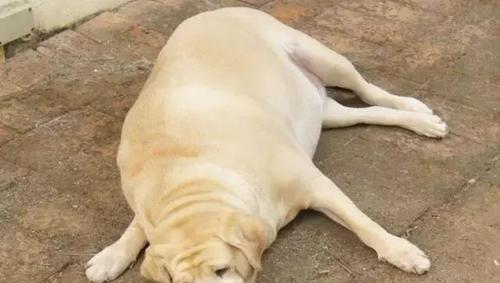 易胖的狗狗宠主需注意（掌握这4种犬种易胖的秘密）