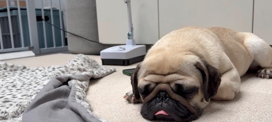 揭秘狗狗的睡眠时间之谜（狗狗睡眠时间究竟多长？解密狗狗的美梦世界）