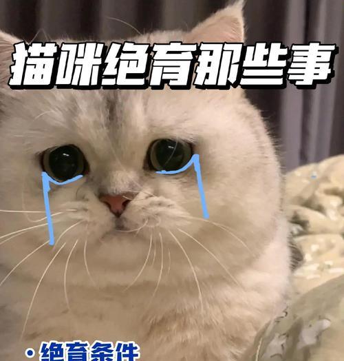 为什么要给猫咪绝育？（绝育的重要性及注意事项）