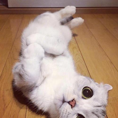 苏格兰折耳猫——高贵而可爱的宠物选择（苏格兰折耳猫价格、养护及注意事项一览）