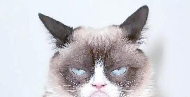 探究猫咪生气的原因（揭秘猫咪发脾气的内心世界）