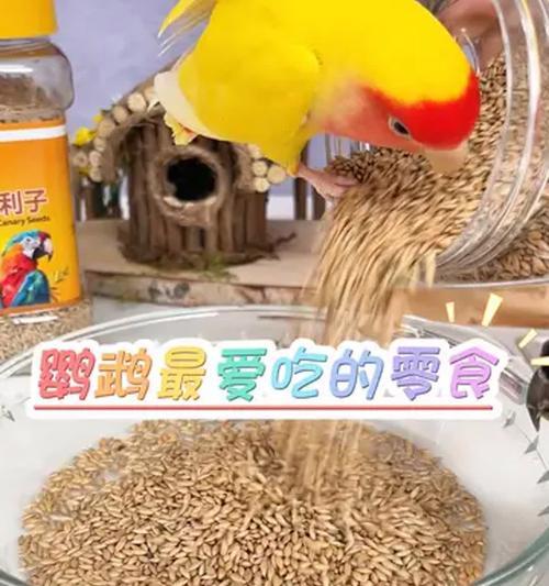鹦鹉的饮食选择（中药材在鹦鹉饮食中的重要性与应用）