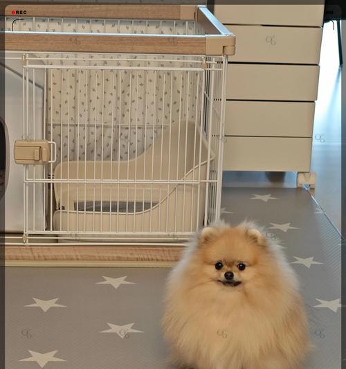 打造舒适环境，养好你的博美犬（环境卫生是关键，关爱从家开始）