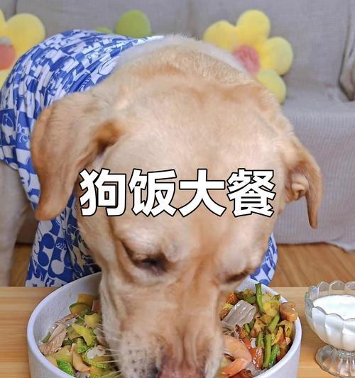 狗吃晚饭后不久就呕吐（狗晚饭后呕吐）