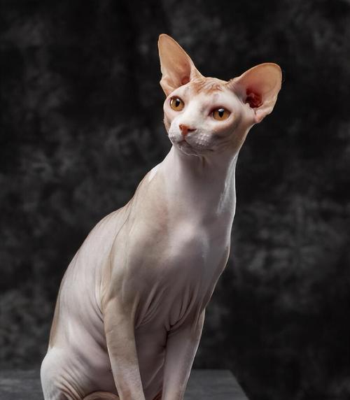 深入了解猫的世界（以猫咪名字为线索，揭开这些可爱生物的神秘面纱）