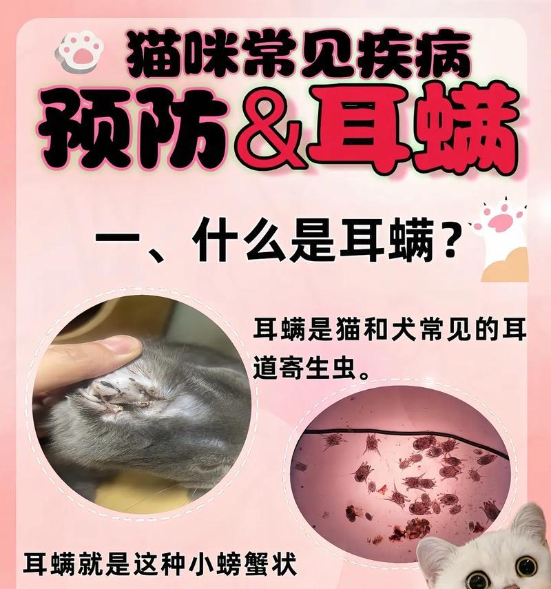 耳螨的异常反应及治疗方法（毛孩子耳螨引发的异常反应和治疗方法解析）