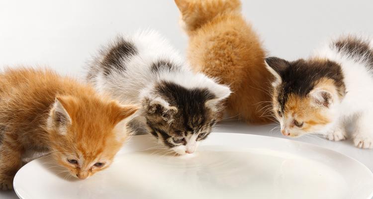 猫咪吃了会死的7种食物（千万别让你的猫靠近，以免发生意外）