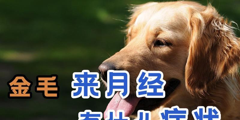 母金毛的发情周期及管理方法（了解母金毛的发情周期，做好管理工作）