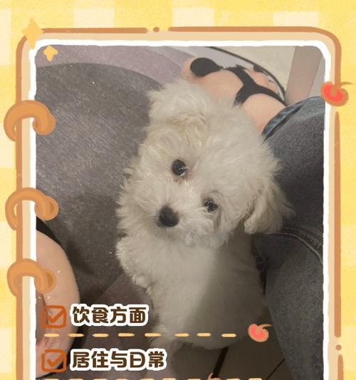 比熊换牙周期与新牙生长周期（探究比熊换牙的时间和新牙生长的过程）