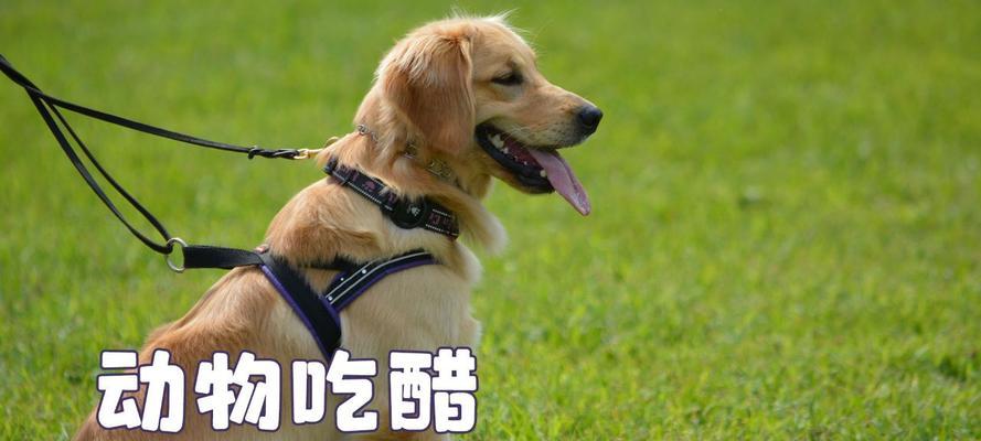 狗狗是否会有嫉妒心理？（了解狗狗嫉妒的表现和处理方法）