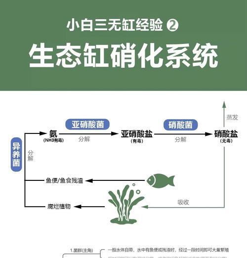 孔雀鱼生小鱼的环境生存指南（创建适宜的环境，助孔雀鱼顺利繁殖）
