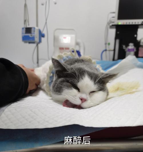 公猫绝育后麻药消退时间及注意事项（了解公猫绝育手术后麻药消退时间，让你的宠物更舒适）