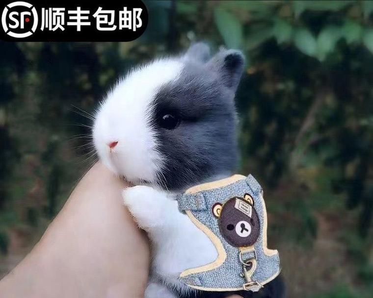 养侏儒兔需要注意的事项（护理至关重要）