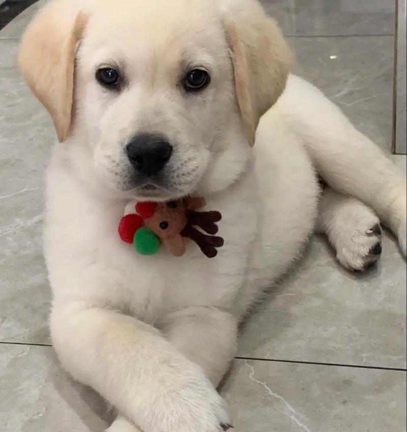 拉不拉多成犬的时间及关键因素（从幼犬到成犬，拉不拉多需要多久成熟？）