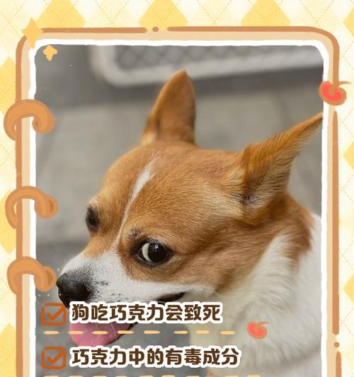 狗中毒乱跑（了解狗中毒后乱跑的时间与存活机会）