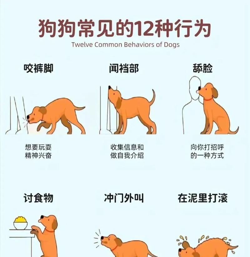 狗狗小腿疼痛怎么了？（探究狗狗小腿疼痛的原因与解决方法）