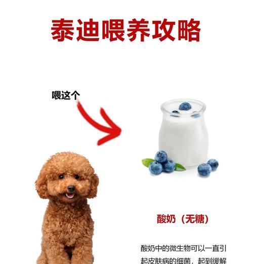 泰迪犬毛色褪色问题解析（食物对泰迪犬毛色的影响及美毛方法探究）