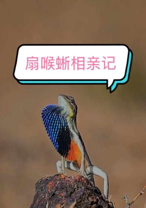 桃喉巨蜥的基本资料及生活习性（探秘桃喉巨蜥）