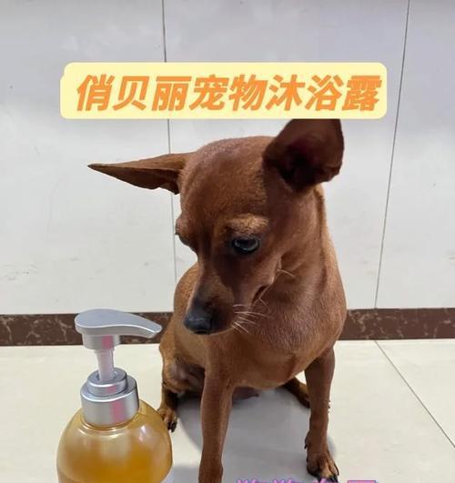 关于以铲屎官狗狗能否使用肥皂洗澡的讨论（肥皂是否适合狗狗洗澡？了解正确的狗狗洗澡方式）