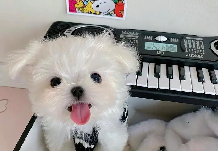 以小体宠物犬（小体宠物犬的特点及适宜的饲养环境）