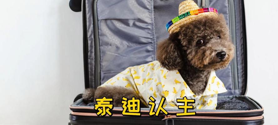 泰迪犬认主的关键时期（了解泰迪犬的认主行为和时间表）