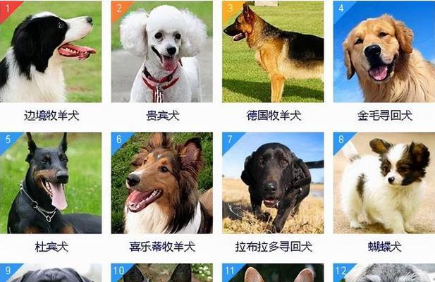 如何判断狗狗的智商高不高？（从哪些方面可以看出来？）
