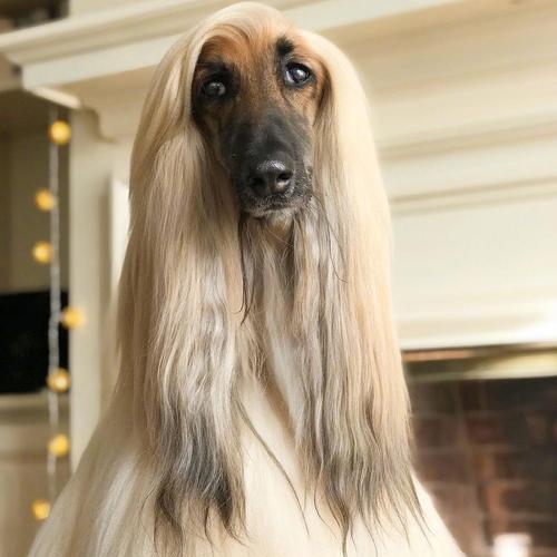 阿富汗猎犬（华丽长发，散发着优雅气质）