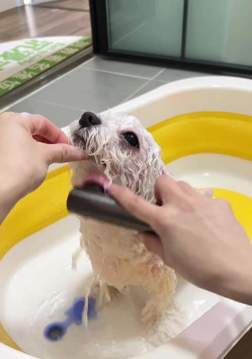 狗狗打过针后多久可以洗澡？（探究狗狗接种疫苗后适宜洗澡的时间）