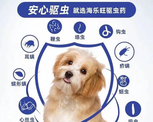宠物犬驱虫频率及注意事项（养犬人士必读，宠物犬驱虫的正确方法和时间间隔！）