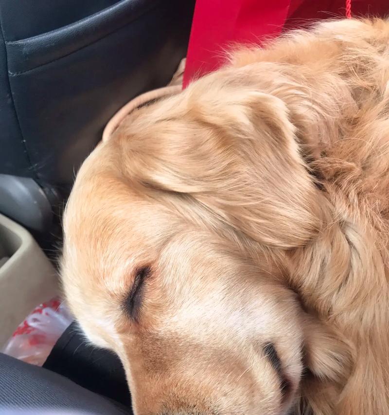 金毛犬的消化速度和排便频率（金毛犬的食物消化过程及排便时间间隔研究）