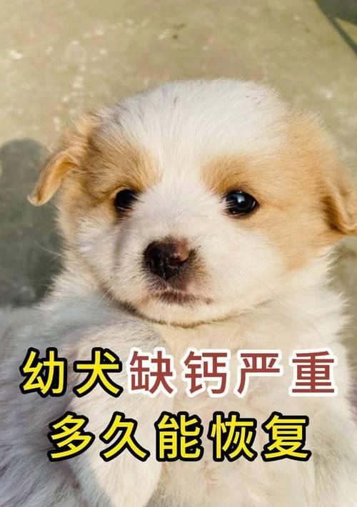狗产后严重缺钙的症状及预防方法（了解狗产后缺钙的迹象和如何预防，助您为宠物健康护航）