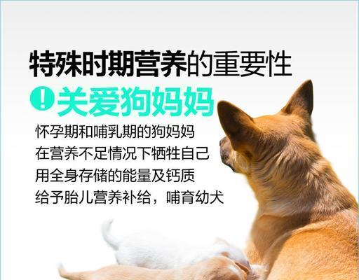 选择一只适合你的母狗（注意这些关键因素，确保你做出明智的选择）