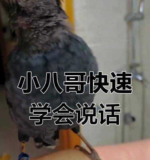如何教八鸽说话？（培养八鸽说话能力的有效方法与时间预估）