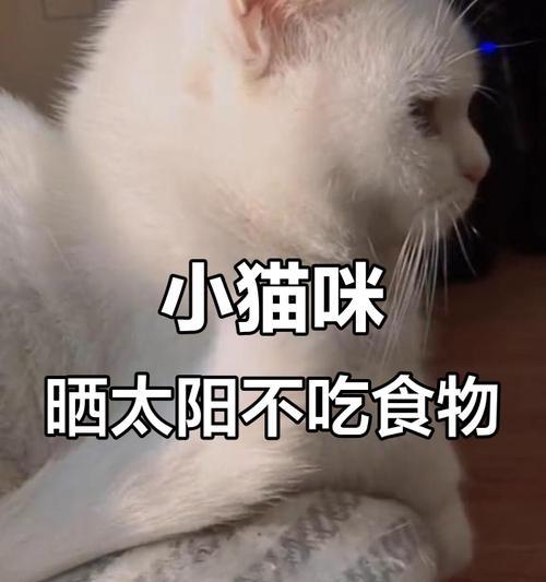 小猫吃饭的饮食规律与健康（探究小猫进食的频率、饮食习惯和营养需求）